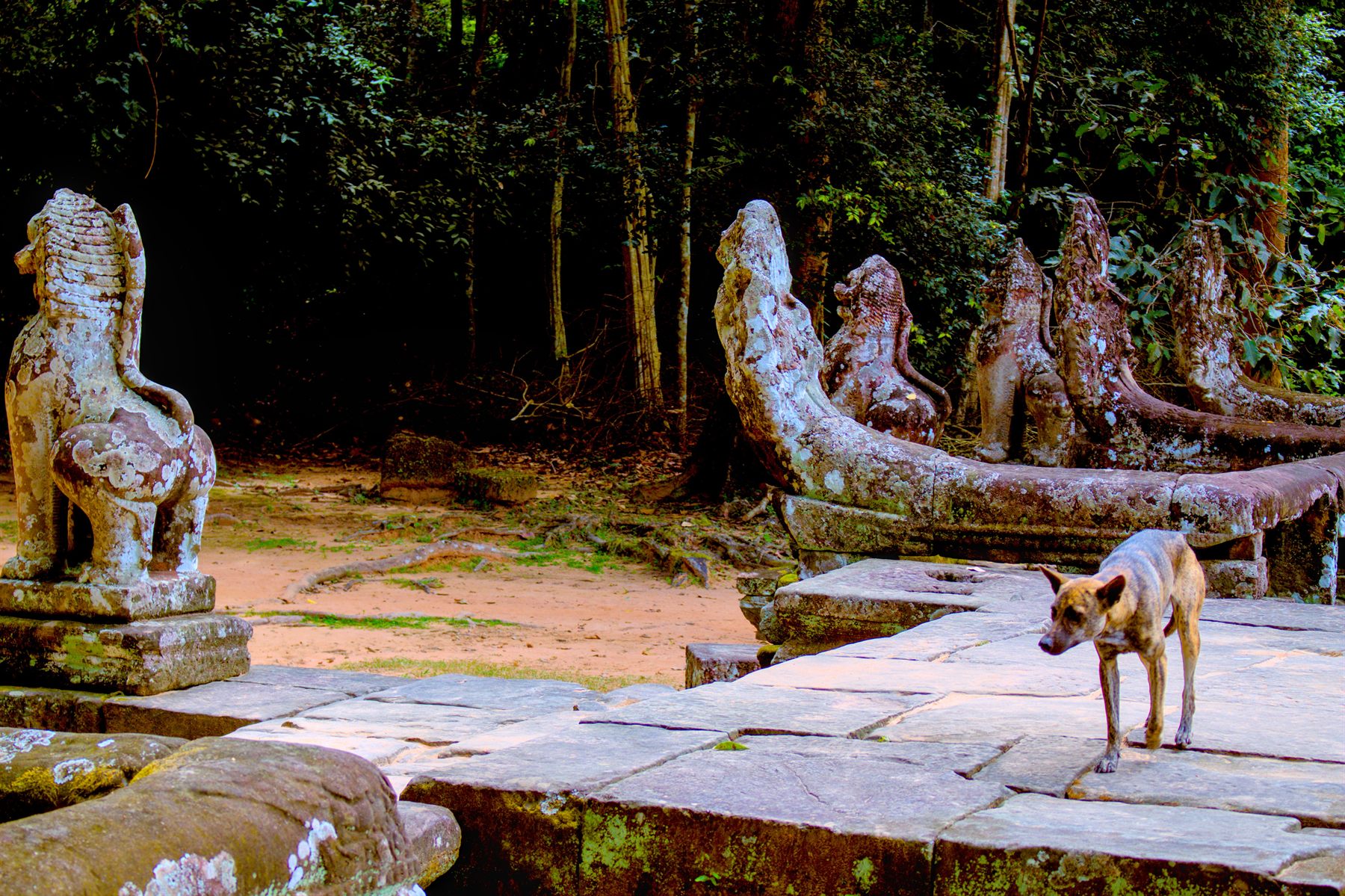 A stray dog among naga statues at Preah Khan, Angkor