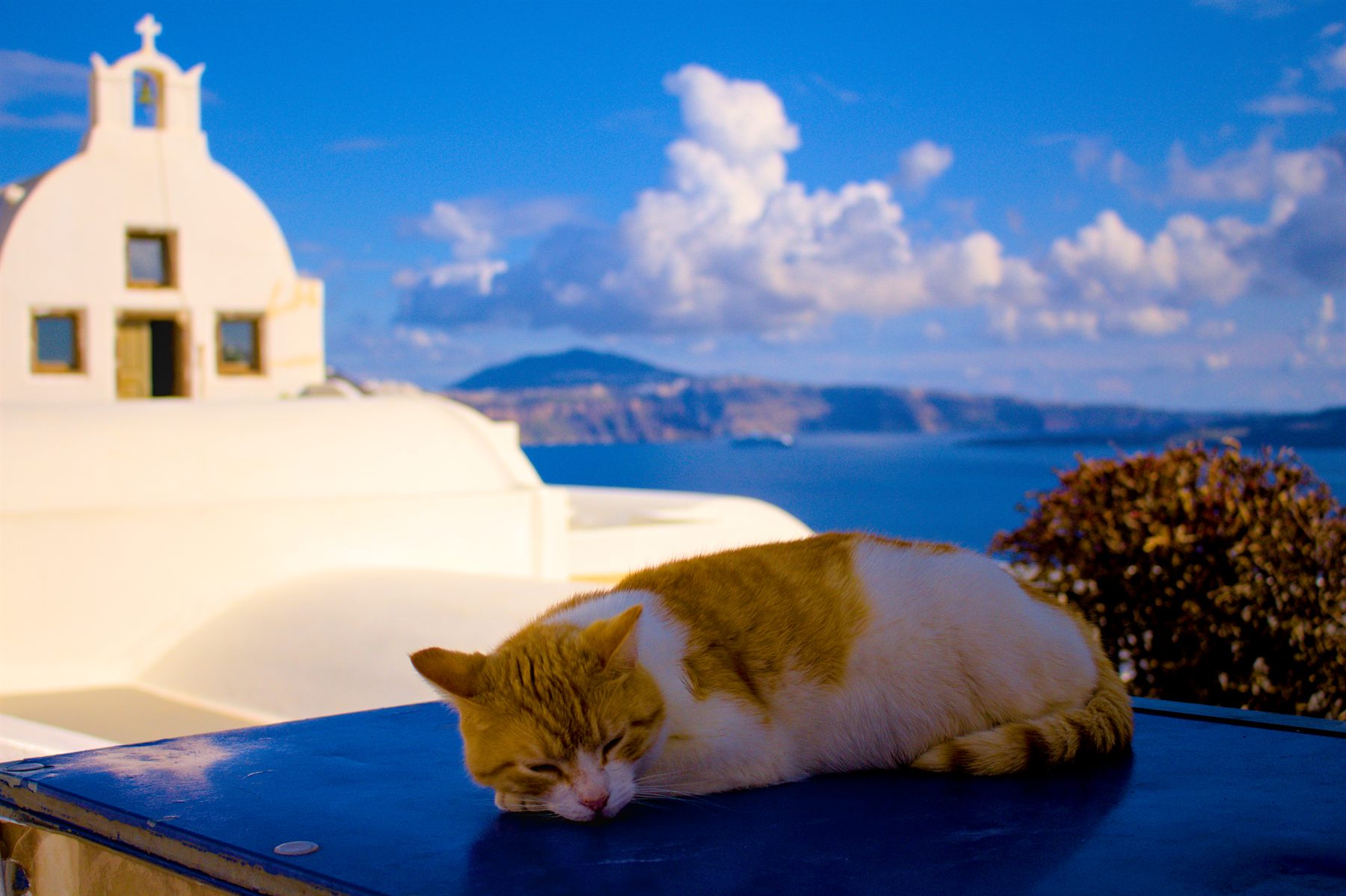A cat asleep on a blue roof above the caldera, Santorini