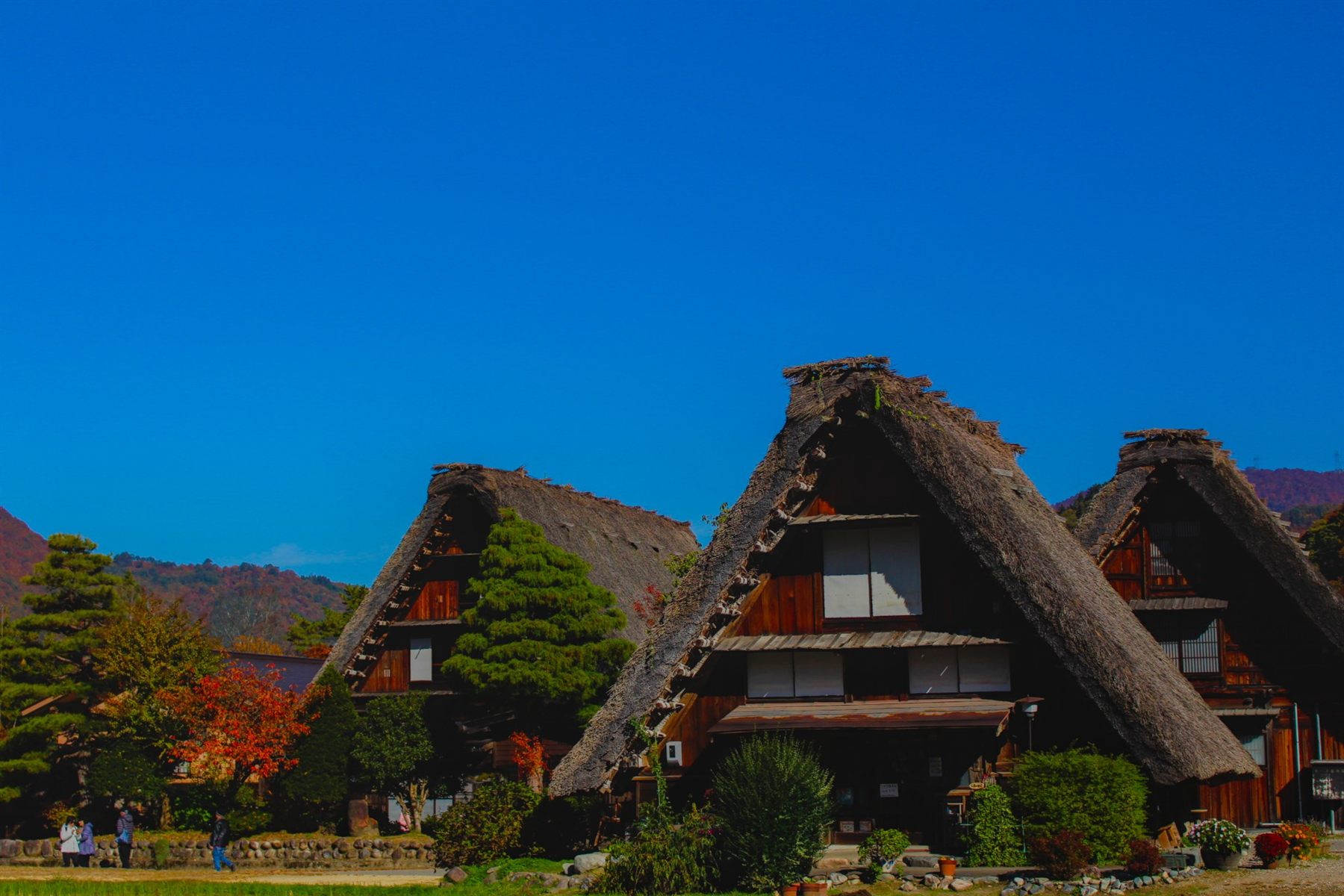 Thatched-roof houses against a blue sky, Shirakawa-go, Japan