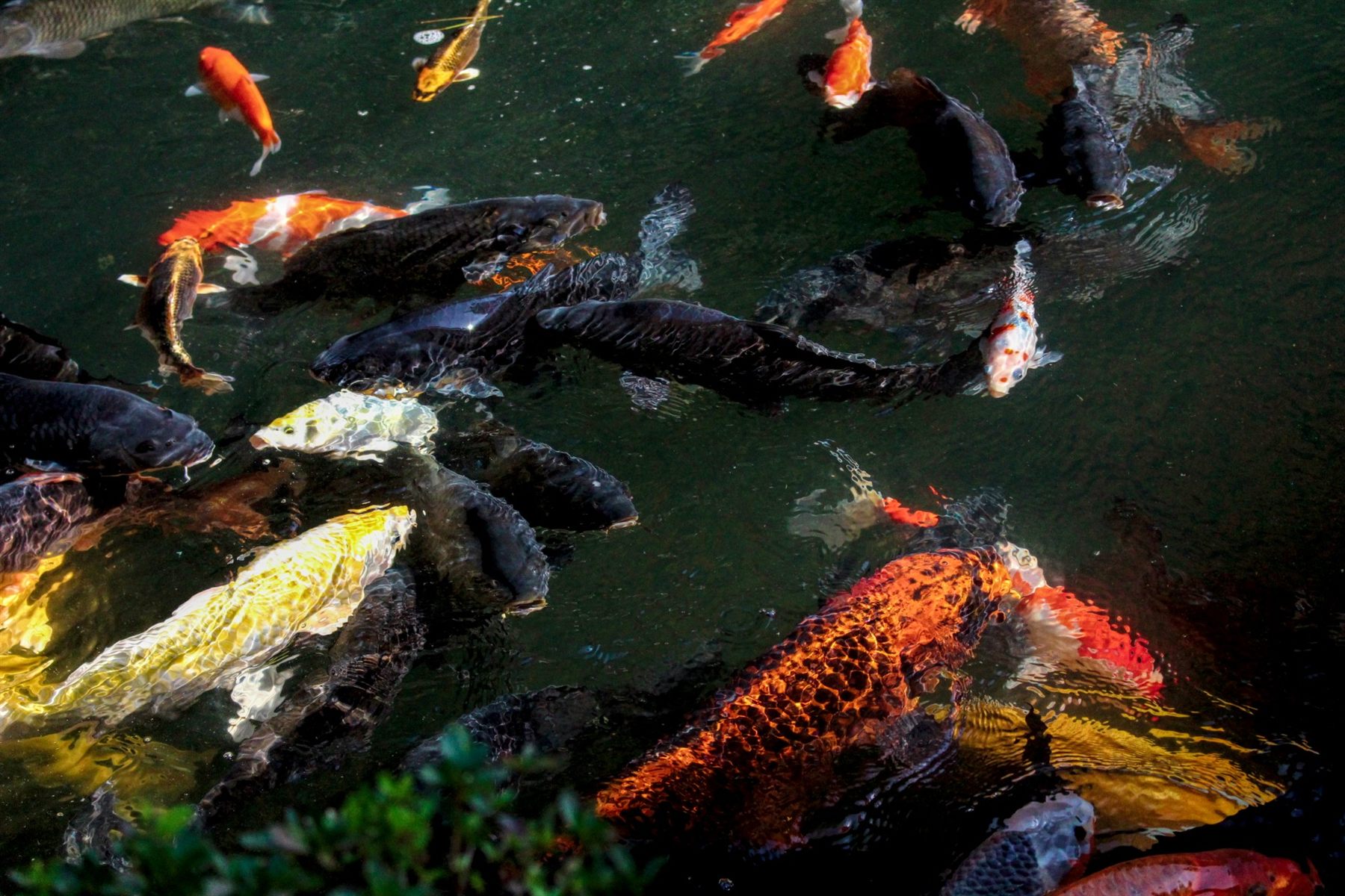 Koi in a temple pond, Japan
