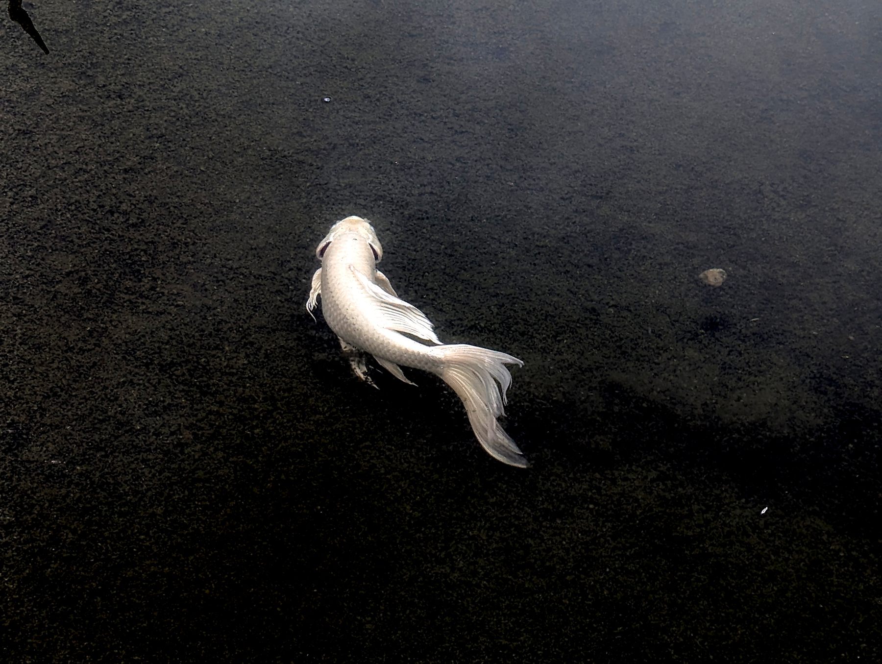 A single white koi on dark water, Chiang Rai